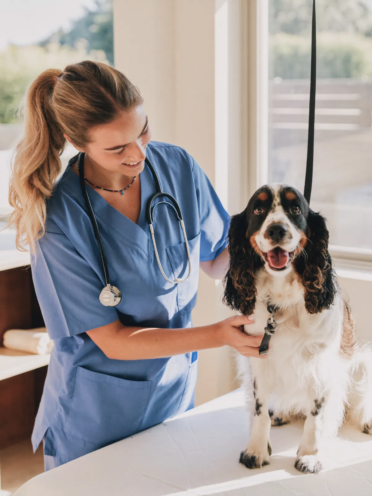A vet examining a spaniel