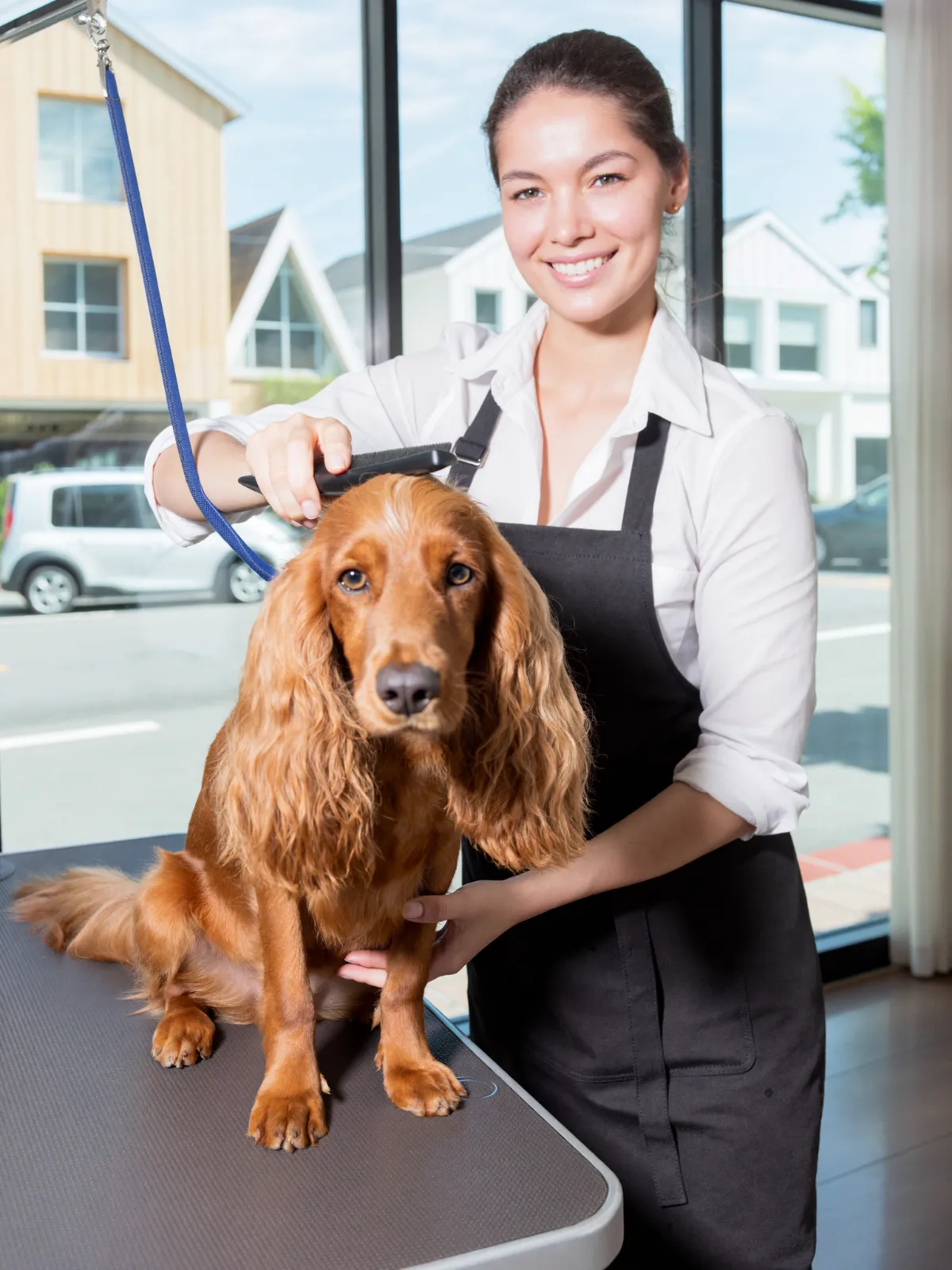 A dog groomer brushing a cocker spaniel on a grooming table